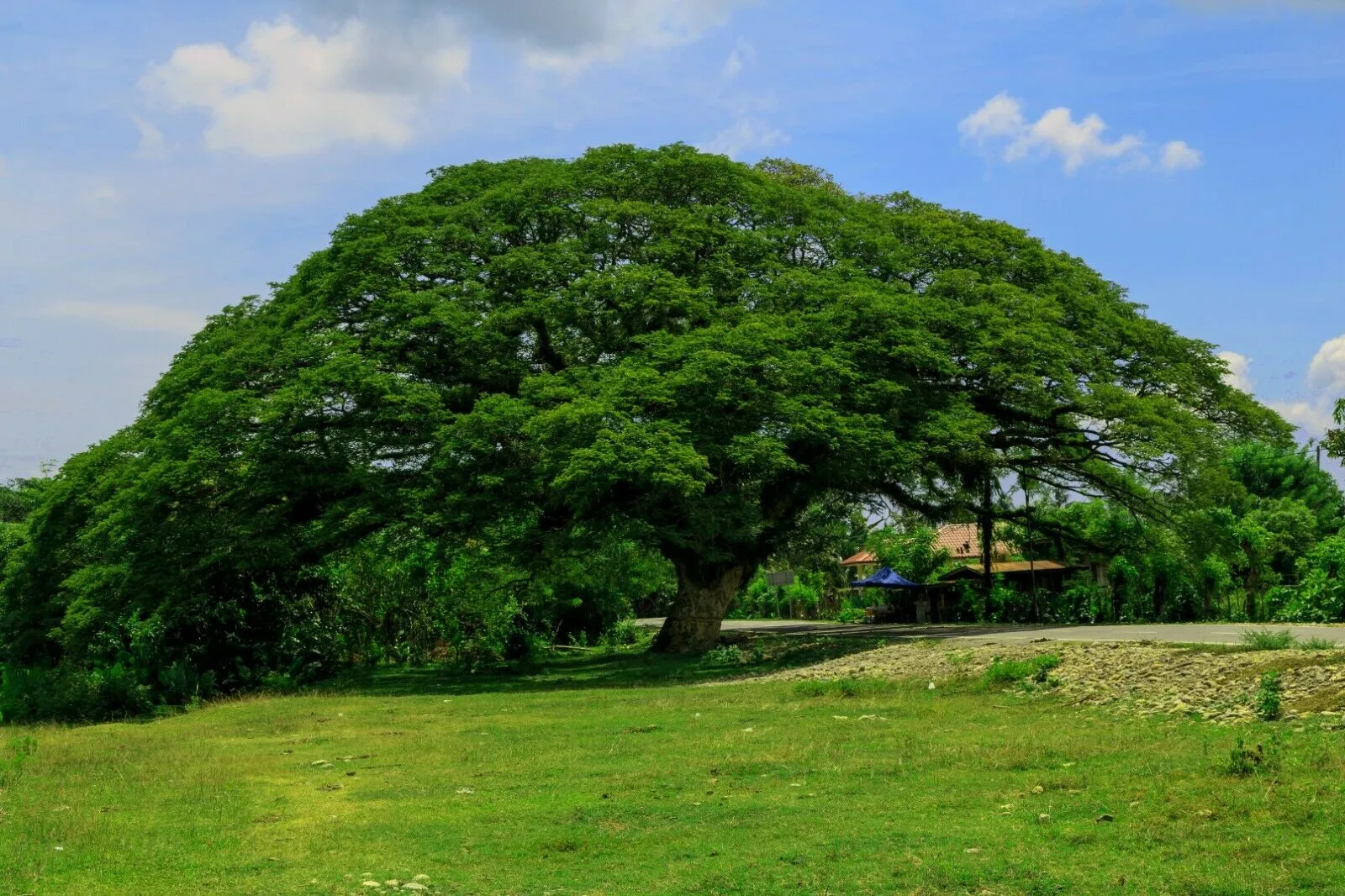 Rain Tree Samamea saman 20 Seeds  USA Company