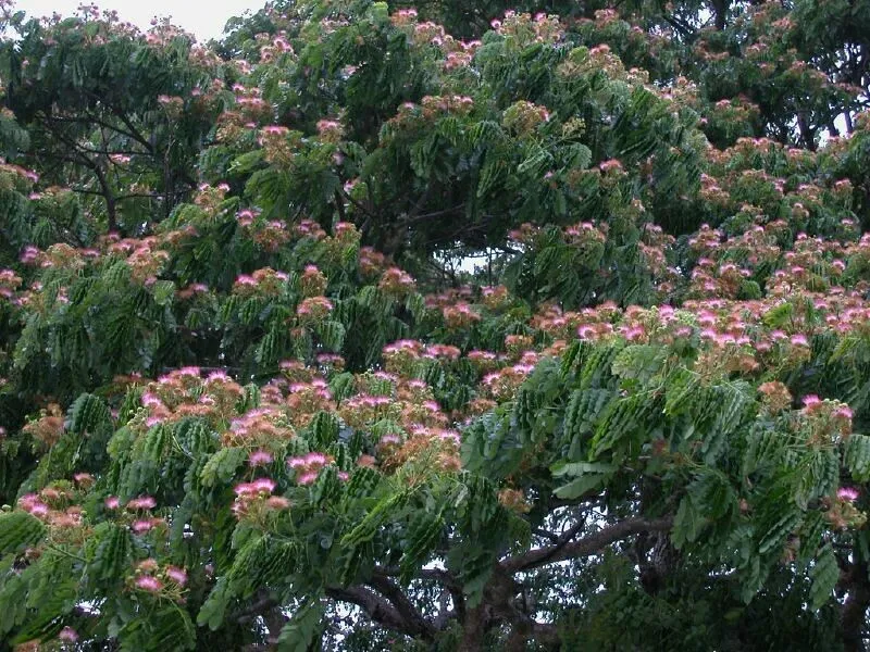 Rain Tree Samamea saman 20 Seeds  USA Company