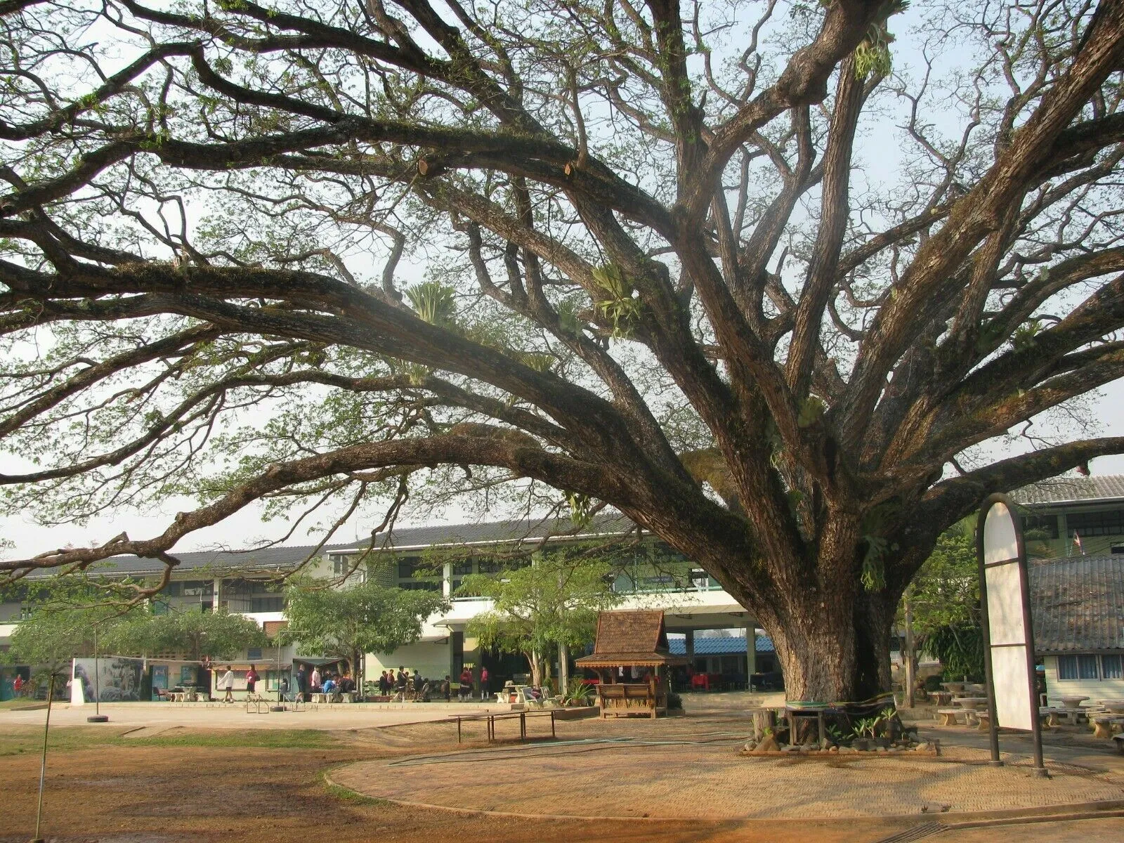 Rain Tree Samamea saman 20 Seeds  USA Company