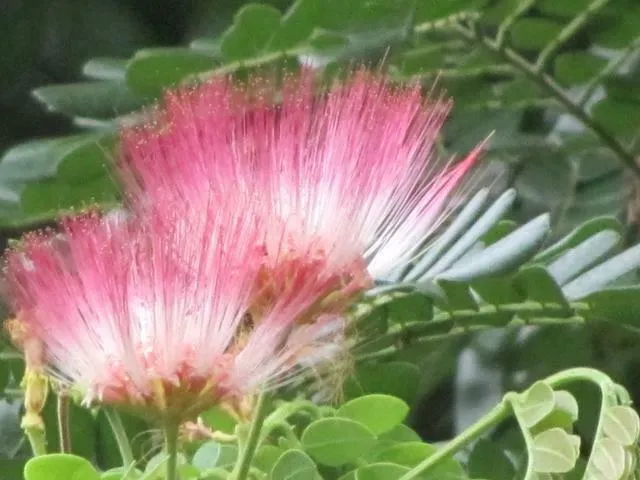 Rain Tree Samamea saman 20 Seeds  USA Company