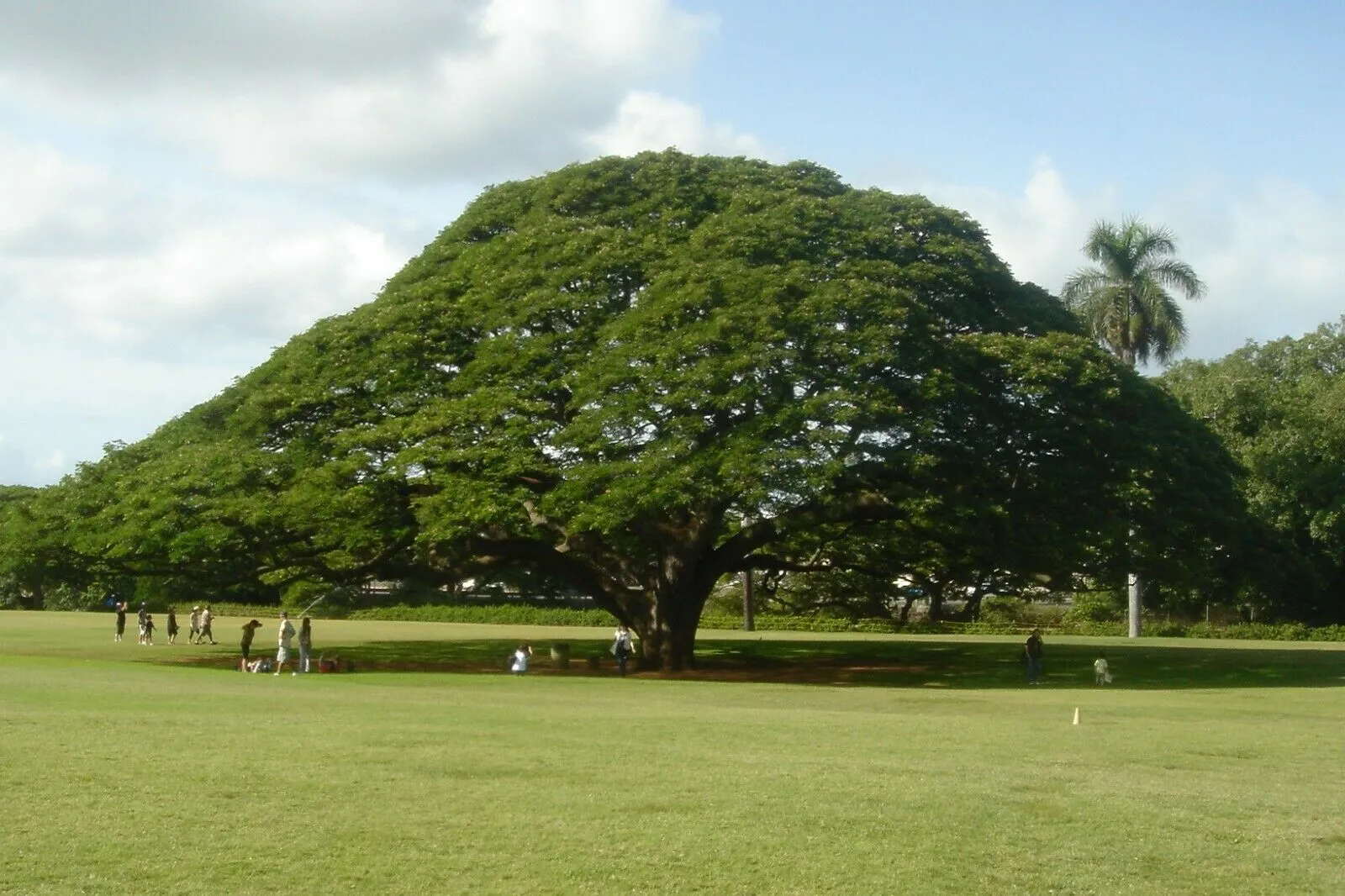 Rain Tree Samamea saman 20 Seeds  USA Company