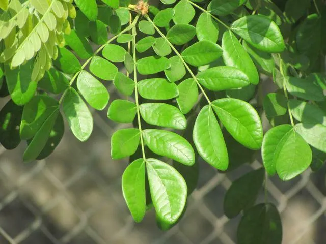 Rain Tree Samamea saman 20 Seeds  USA Company