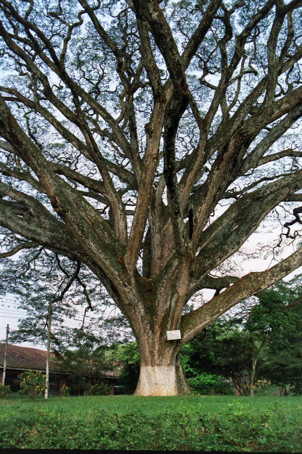 Rain Tree Samamea saman 20 Seeds  USA Company